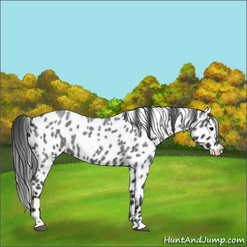 Horse Color:Blue Roan Appaloosa 