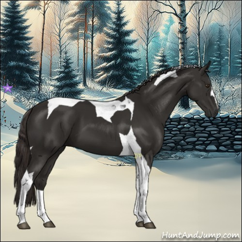 Horse Color:Liver Chestnut Tobiano 
