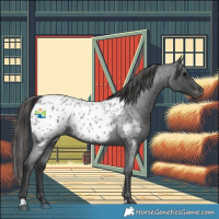Horse Color:Blue Roan Appaloosa 