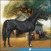 Horse Color:Black 