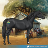 Horse Color:Black 