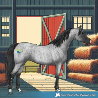 Horse Color:Blue Roan 