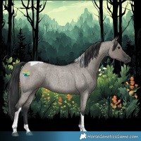 Horse Color:Grullo Roan Tobiano 