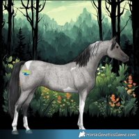 Horse Color:Grullo Roan Tobiano 