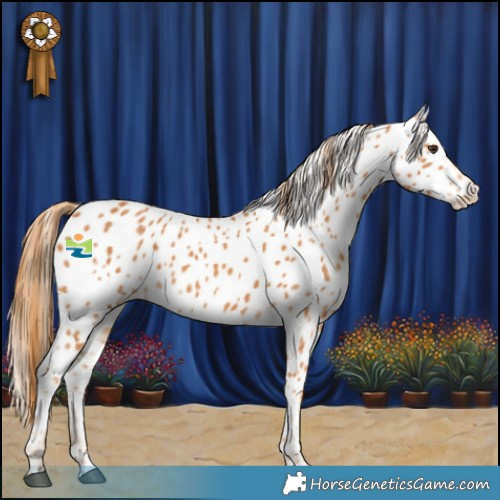 Horse Color:Chestnut Appaloosa 