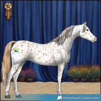 Horse Color:Chestnut Near Leopard