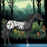 Horse Color:Black Appaloosa