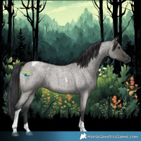 Horse Color:Grullo Roan Tobiano