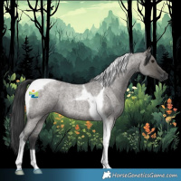 Horse Color:Grullo Roan Tobiano 