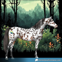 Horse Color:Bay Appaloosa 