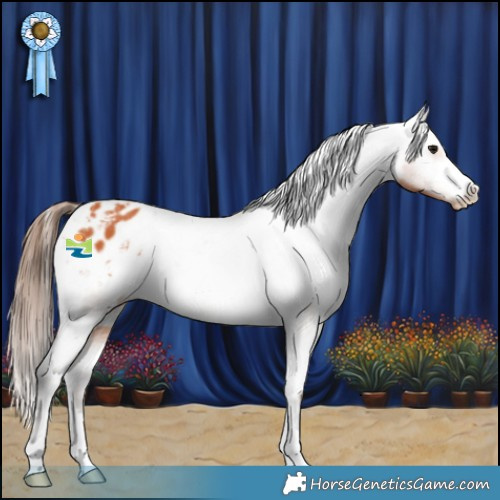 Horse Color:Bay Appaloosa 