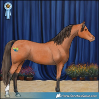Horse Color:Bay Appaloosa 