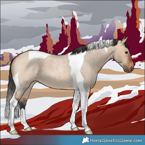 Horse Color:Bay Roan Dun Tobiano