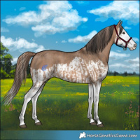 Horse Color:Red Dun Splash  and Bay Dun Splash 