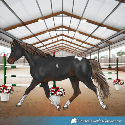 Horse Color:Liver Chestnut Tobiano 