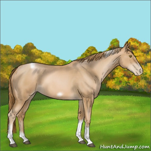 Horse Color:Red Roan Pearl Tobiano Frame 