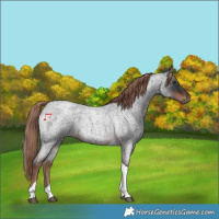 Horse Color:Liver Red Roan Tobiano 