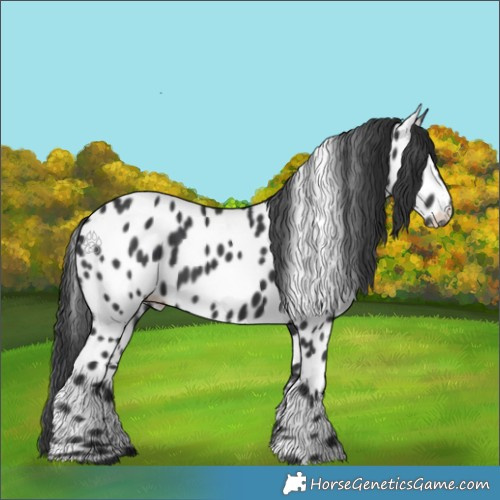 Horse Color:Black Appaloosa