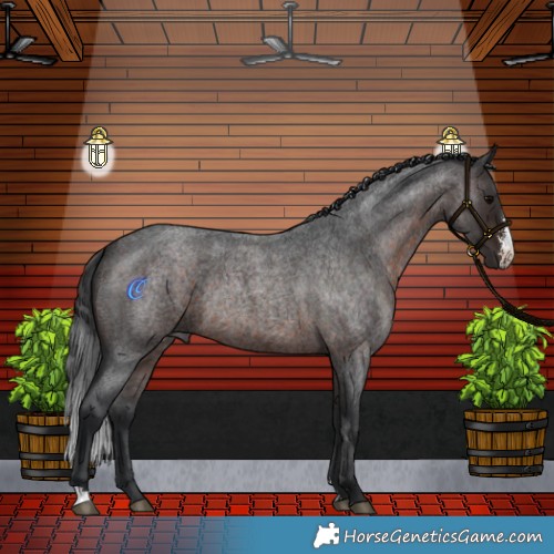 Horse Color:Brown Roan Sabino Rabicano 