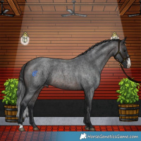 Horse Color:Brown Roan Sabino Rabicano 