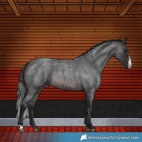 Horse Color:Brown Roan Sabino Rabicano