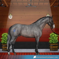 Horse Color:Brown Roan Sabino Rabicano