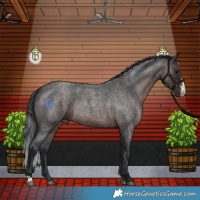 Horse Color:Brown Roan Sabino Rabicano