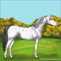 Horse Color:White Spotted Grullo Rabicano  and White Spotted Smoky Grullo Rabicano 