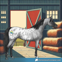 Horse Color:Blue Roan Appaloosa 
