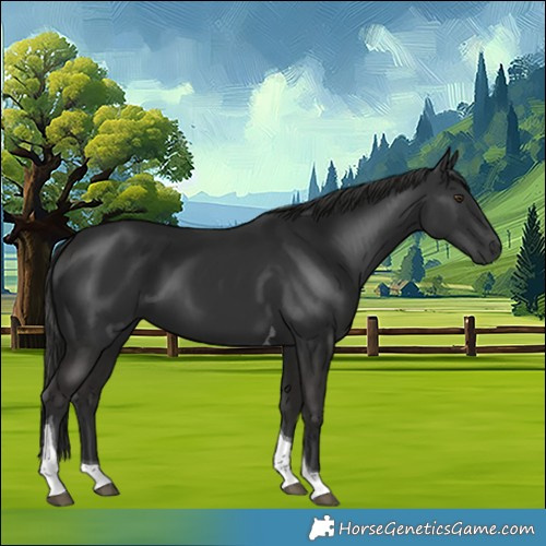 Horse Color:Liver Chestnut Tobiano