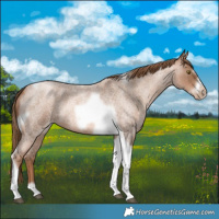 Horse Color:Liver Red Roan Pearl Tobiano Frame