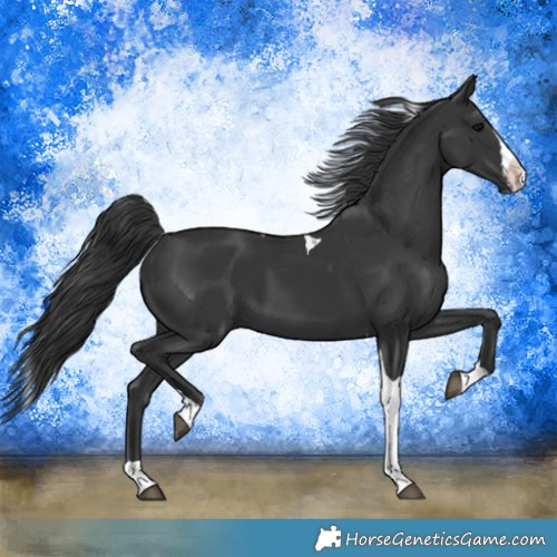 Horse Color:Black Splash Tobiano