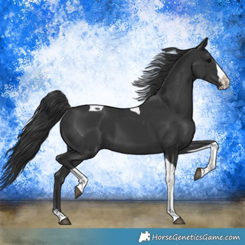 Horse Color:Black Splash Tobiano