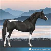 Horse Color:Liver Chestnut Tobiano 