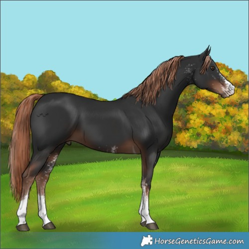 Horse Color:White Spotted Liver Chestnut Tobiano 
