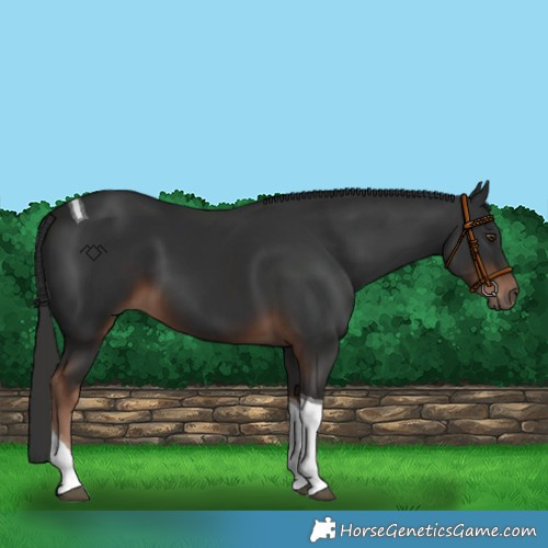 Horse Color:Liver Chestnut Tobiano 