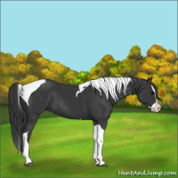 Horse Color:Black Splash Tobiano