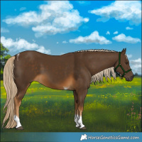 Horse Color:Chocolate Palomino Tobiano 