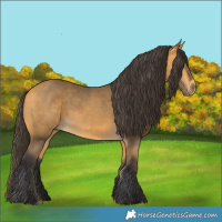 Horse Color:Buckskin 