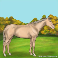 Horse Color:Gold Champagne