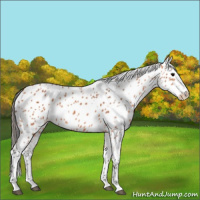 Horse Color:Bay Appaloosa 