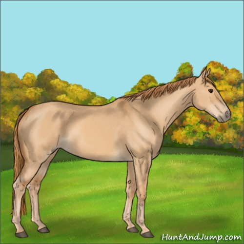 Horse Color:Red Dun 