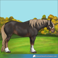 Horse Color:Liver Chestnut Tobiano 