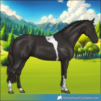 Horse Color:Liver Chestnut Tobiano 
