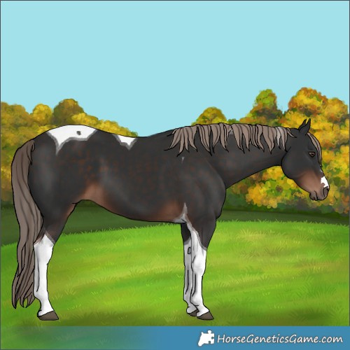 Horse Color:Liver Chestnut Tobiano 