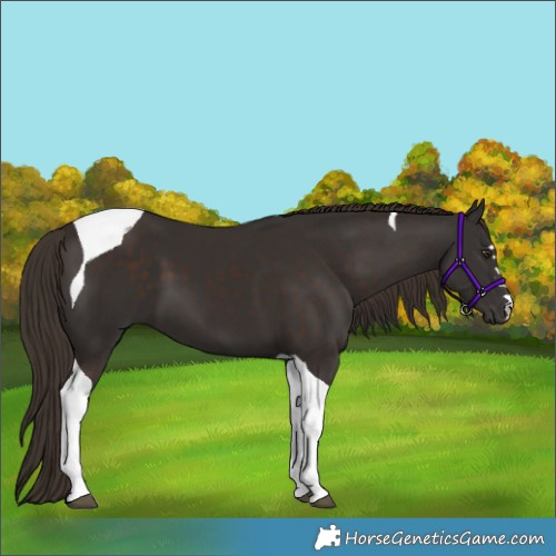 Horse Color:Liver Chestnut Tobiano