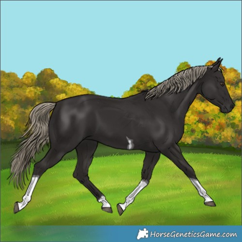 Horse Color:Liver Chestnut Tobiano 