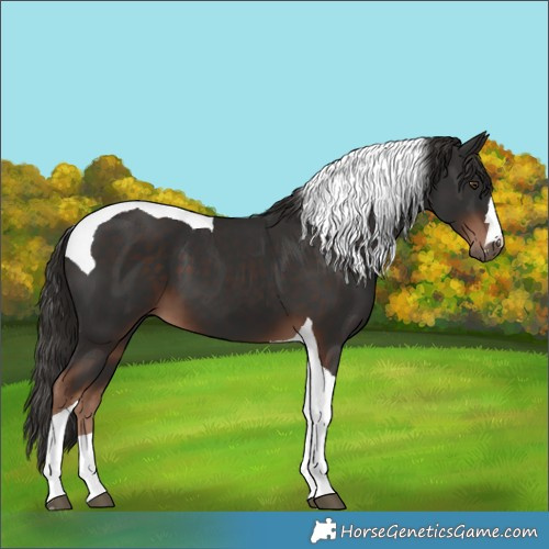 Horse Color:Liver Chestnut Tobiano 