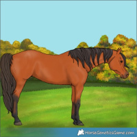 Horse Color:Bay 