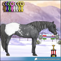 Horse Color:Black Appaloosa Rabicano